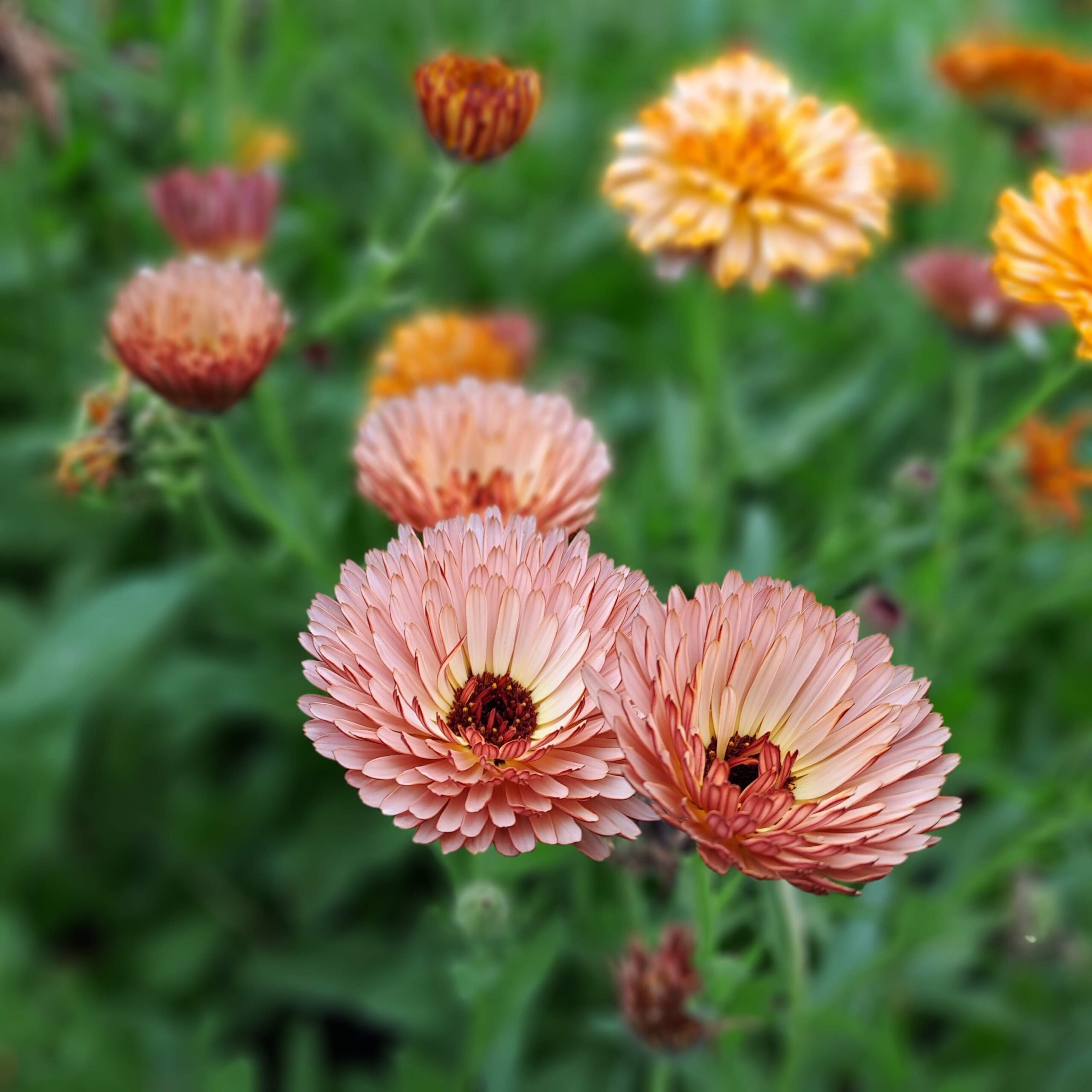 DIY Zomerbloemen zaaien - Afbeelding 3