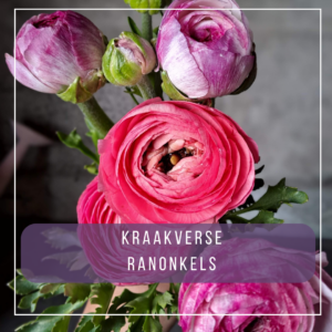 Ranonkels